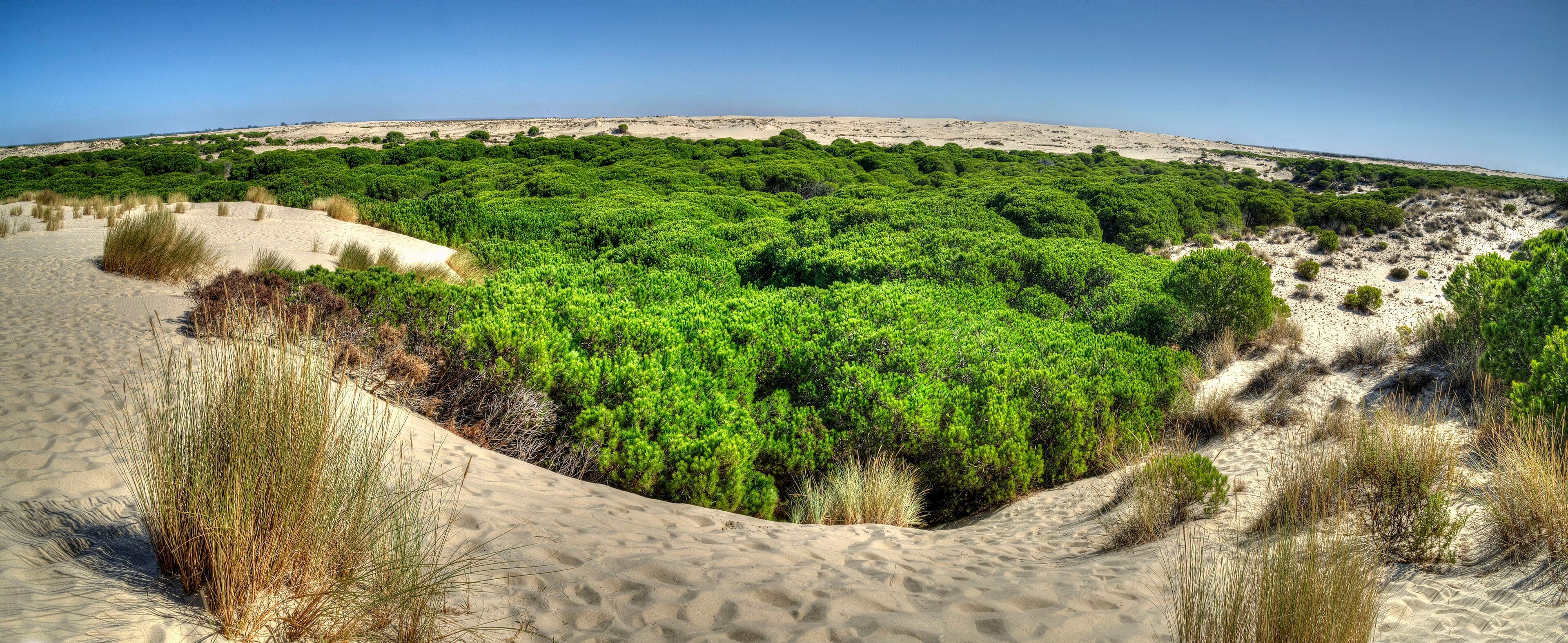 Las dunas móviles del Parque Nacional de Doñana, con los corrales de vegetación entre la arena
